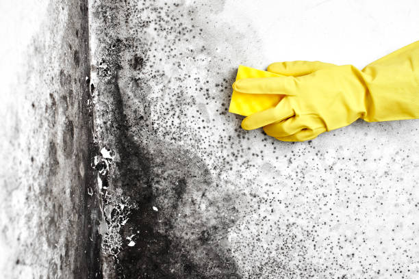 Why You Should Choose Our Mold Remediation Services in Camp Wood, TX